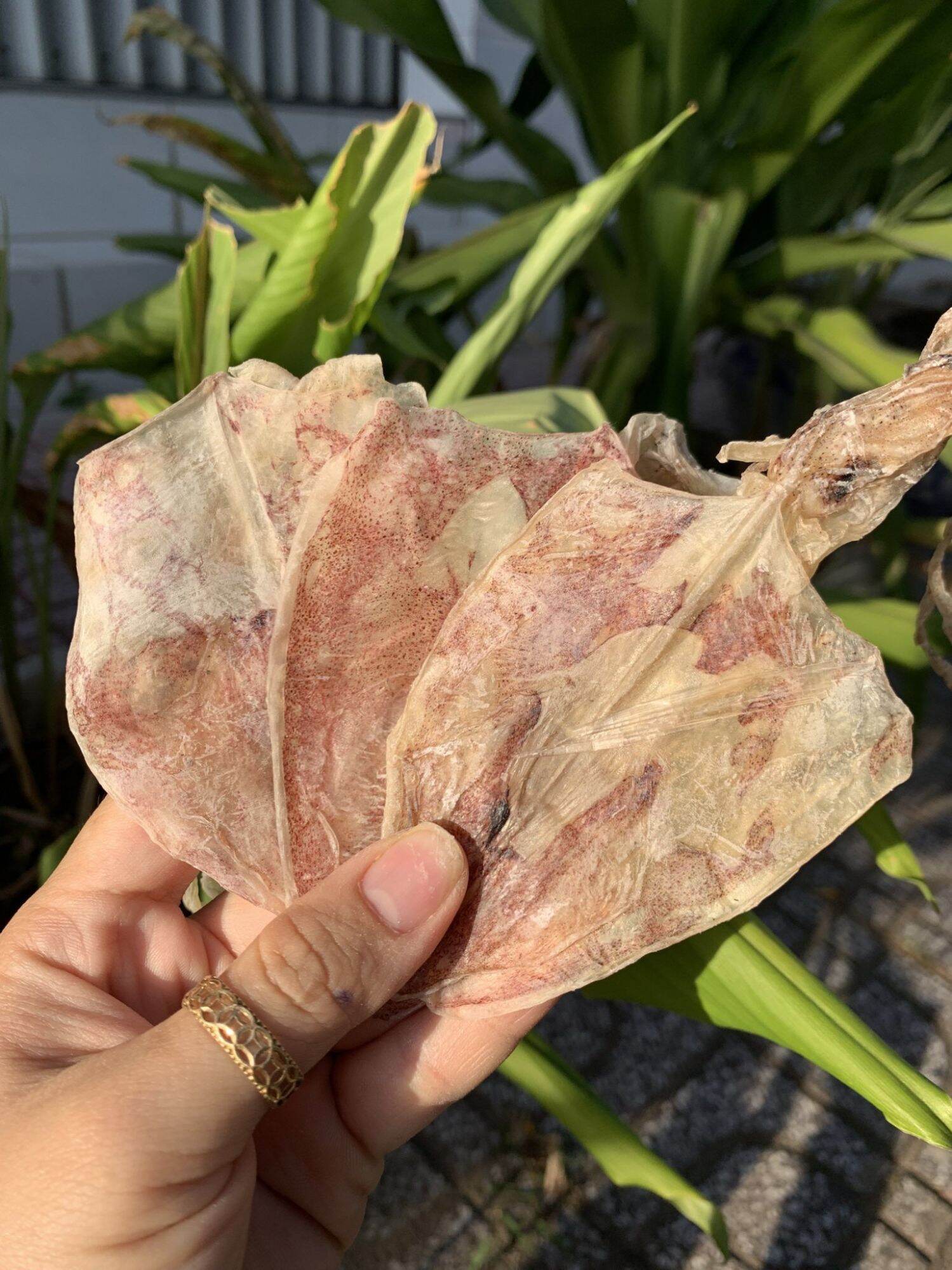 Mực đồng tiền. trắng ngon. trọng lượng 200gr