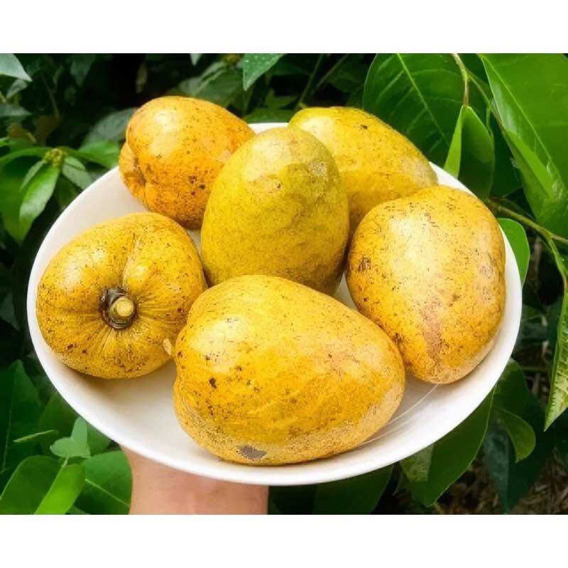 Cây giống bình bát bầu giống bình bát 2 cây