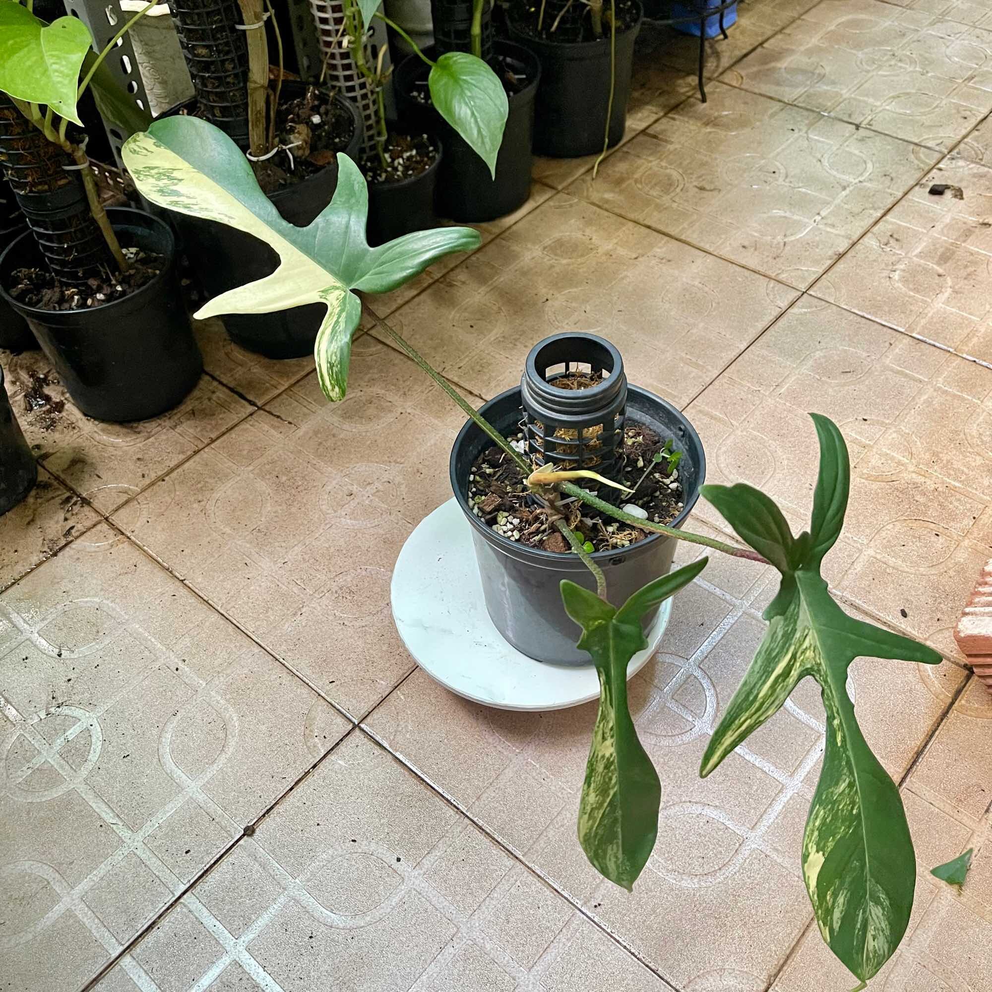 Cây trầu bà cánh én var(được chọn cây)