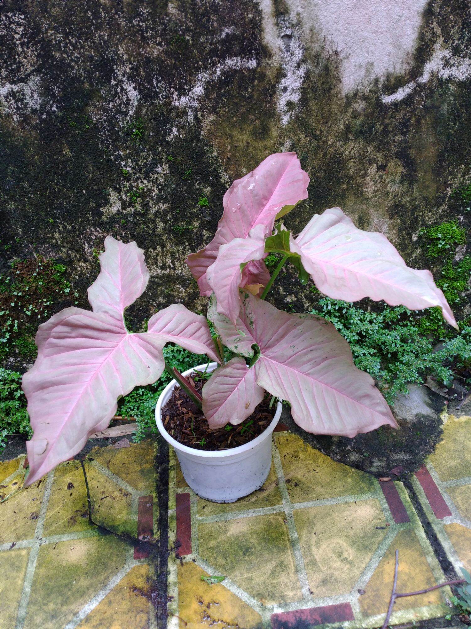 Cây trầu bà hồng