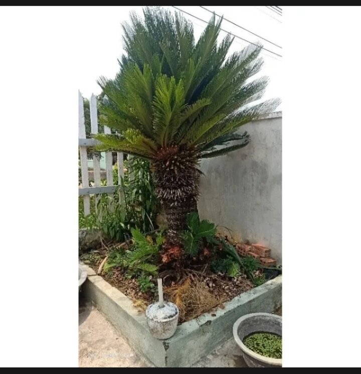 Củ giống cây vạn tuế