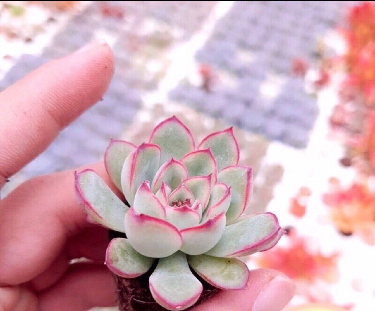 Sen đá viền hồng cute mini