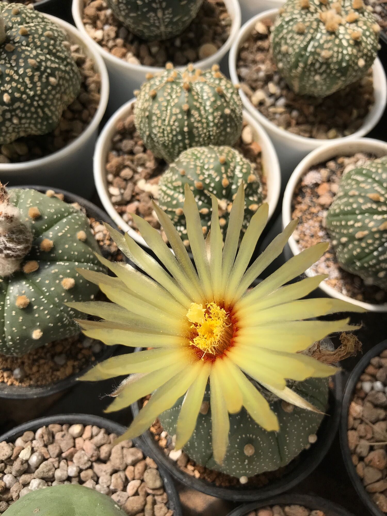 Xương rồng aster  đang nụ