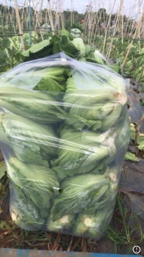 1kg dưa cải làm sẵn