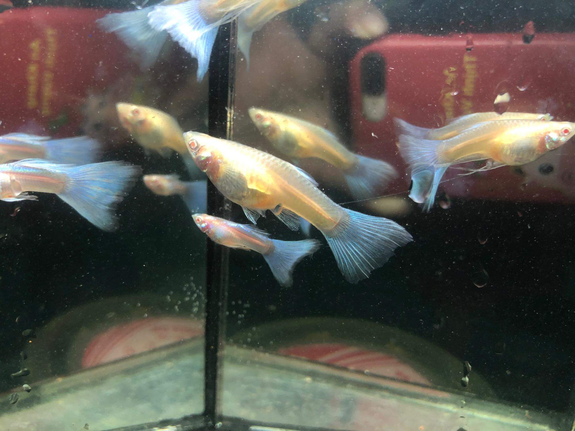 GUPPY 1 Cặp BLUE TOPAZ