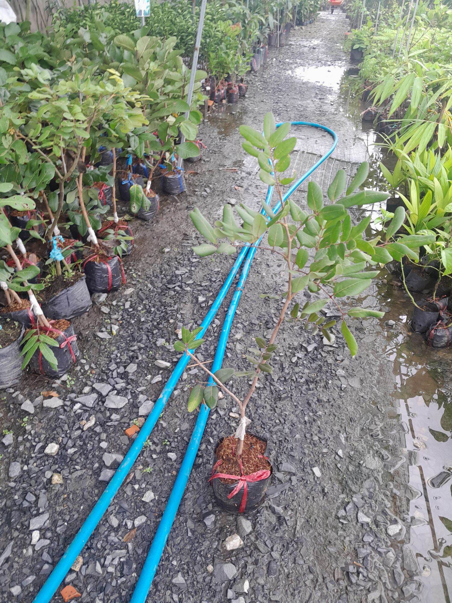 CÂY GIỐNG NHÃN XUỒNG CƠM VÀNG 70cm den 1m2