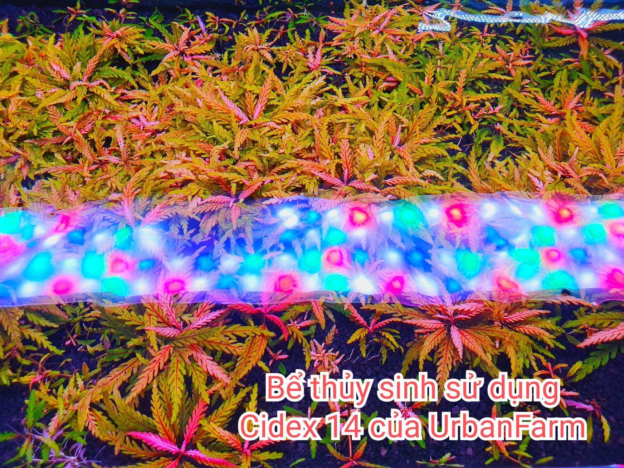 Cidex 14 Nguyên chất 500ml - Dung dịch Phòng và Diệt rêu hại cho bể Thuỷ Sinh