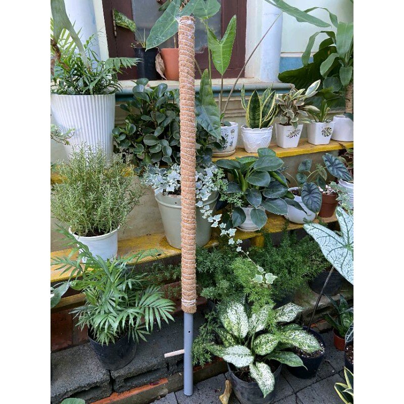 Trụ sơ dừa khử muối trồng cây dây leo 130cm