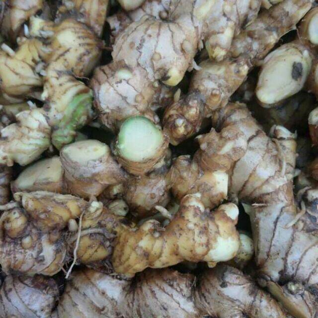 Gừng gió mọc rừng tự nhiên 1kg
