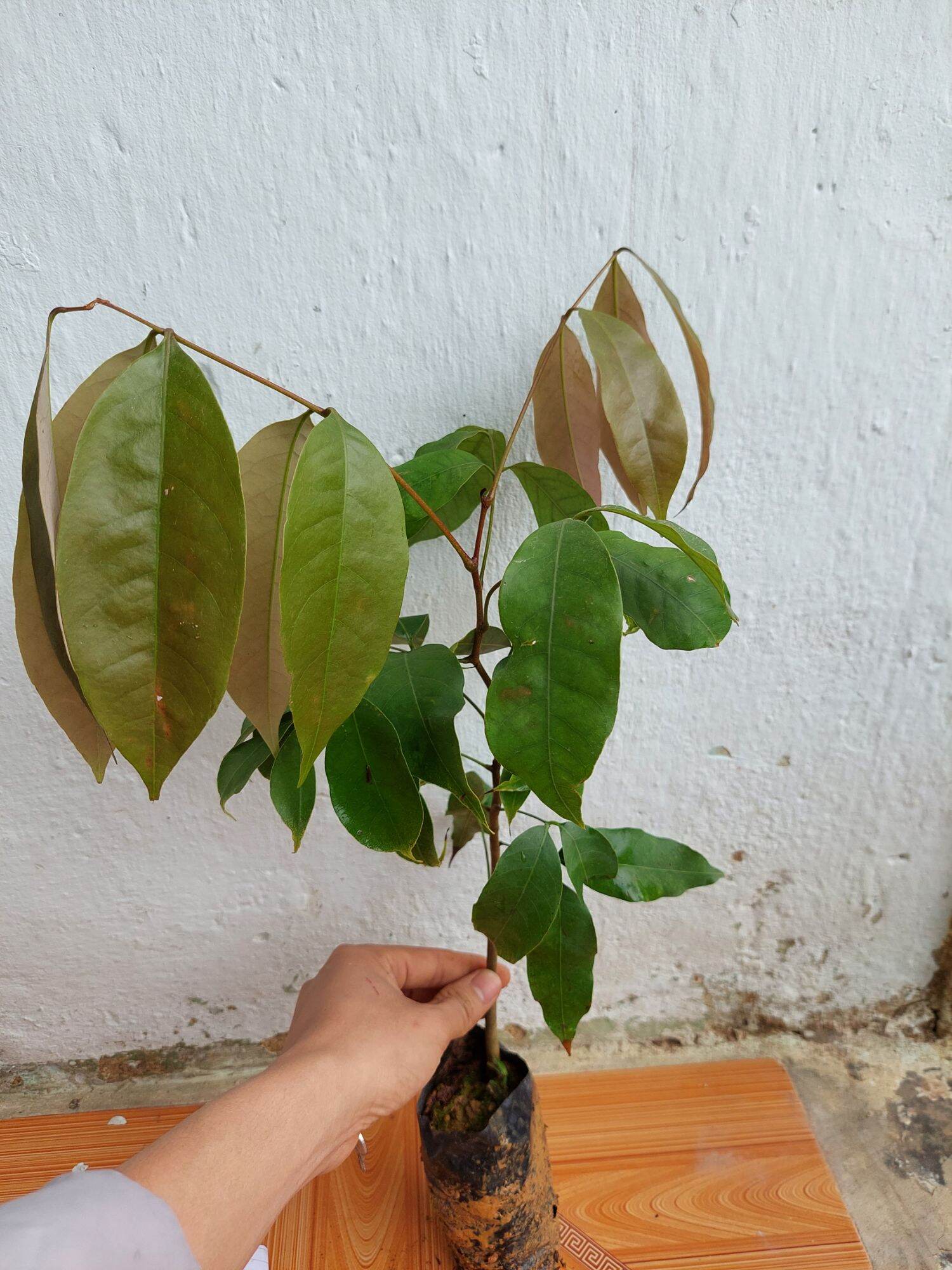 GIỐNG CÂY VẢI THIỀU