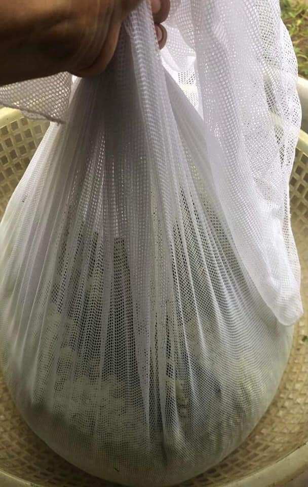 Khăn vải màn đồ xôi kích thước 95×95cm