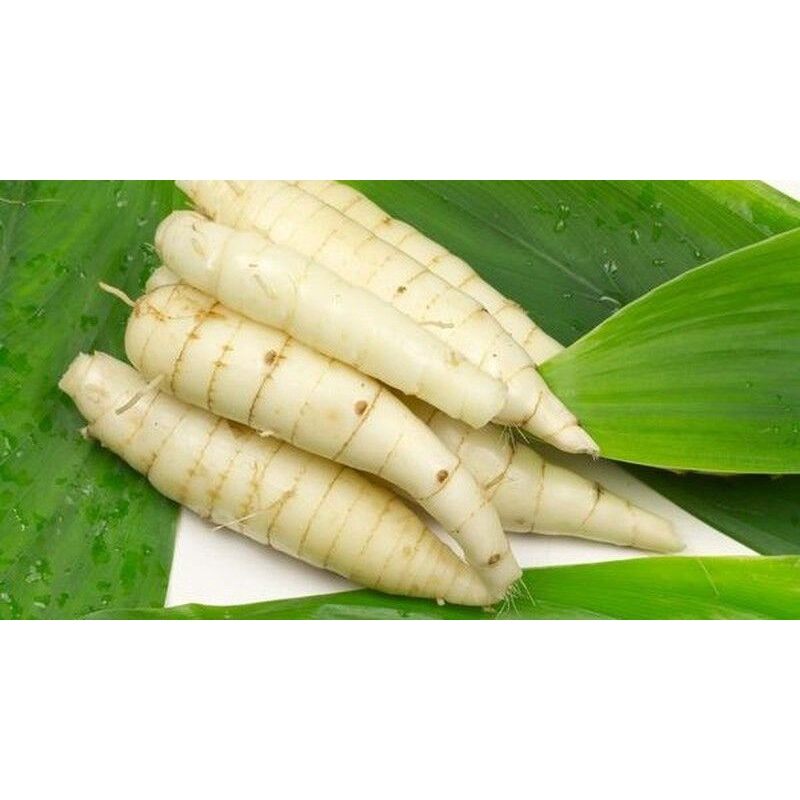 Cây mì tinh,củ dong