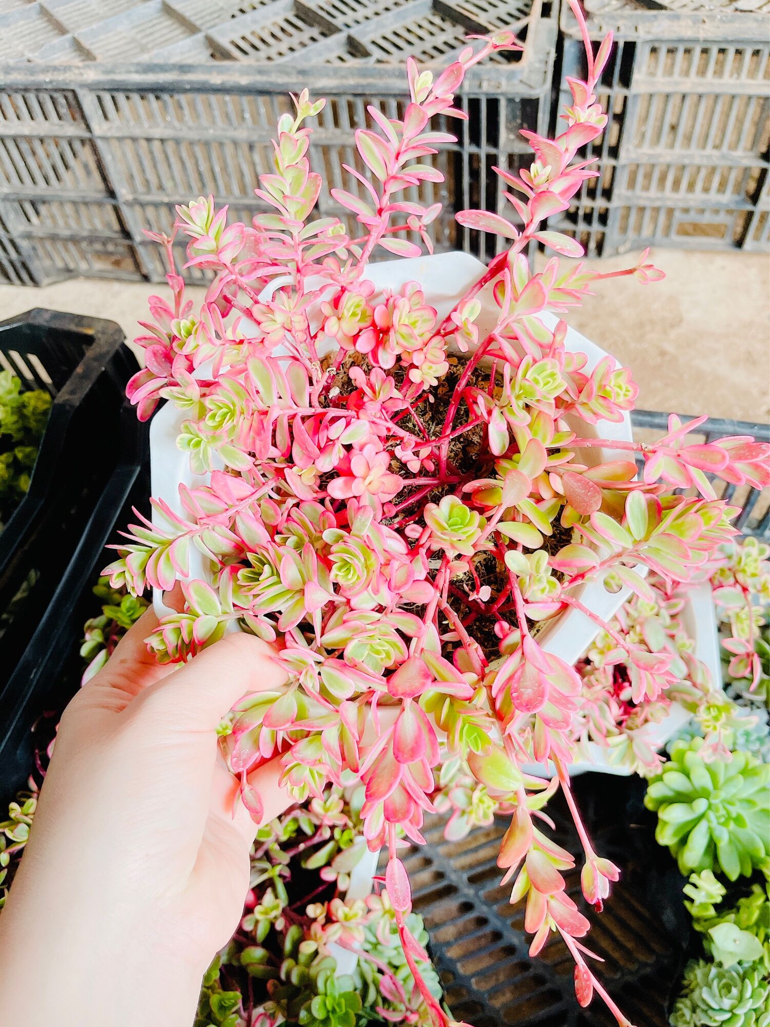 Sen đá mười giờ thái chậu treo size 10-12 cm xuất vườn đà lạt