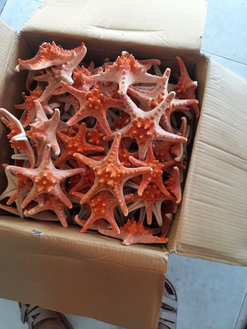 10 con sao biển khô