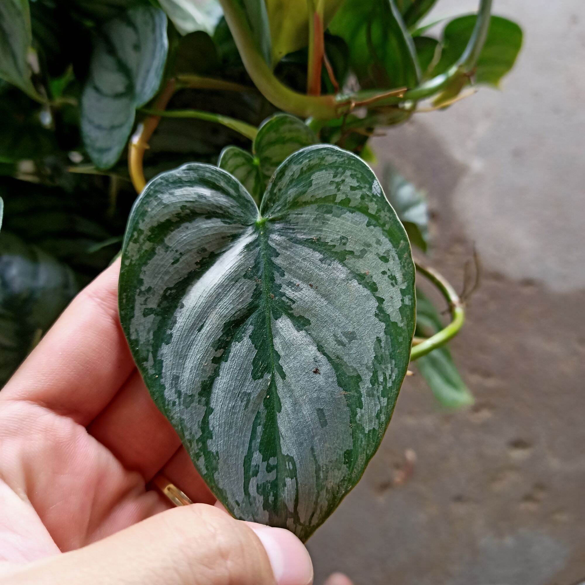 Cây philodendron brandtianum