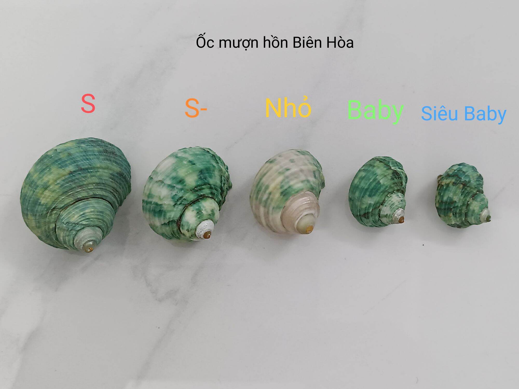 Bộ 5 vỏ ốc biển nhiều kích cỡ. Ốc mượn hồn Biên Hòa