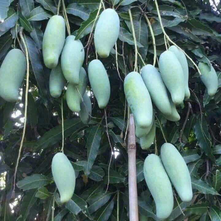Cây giống xoài thái