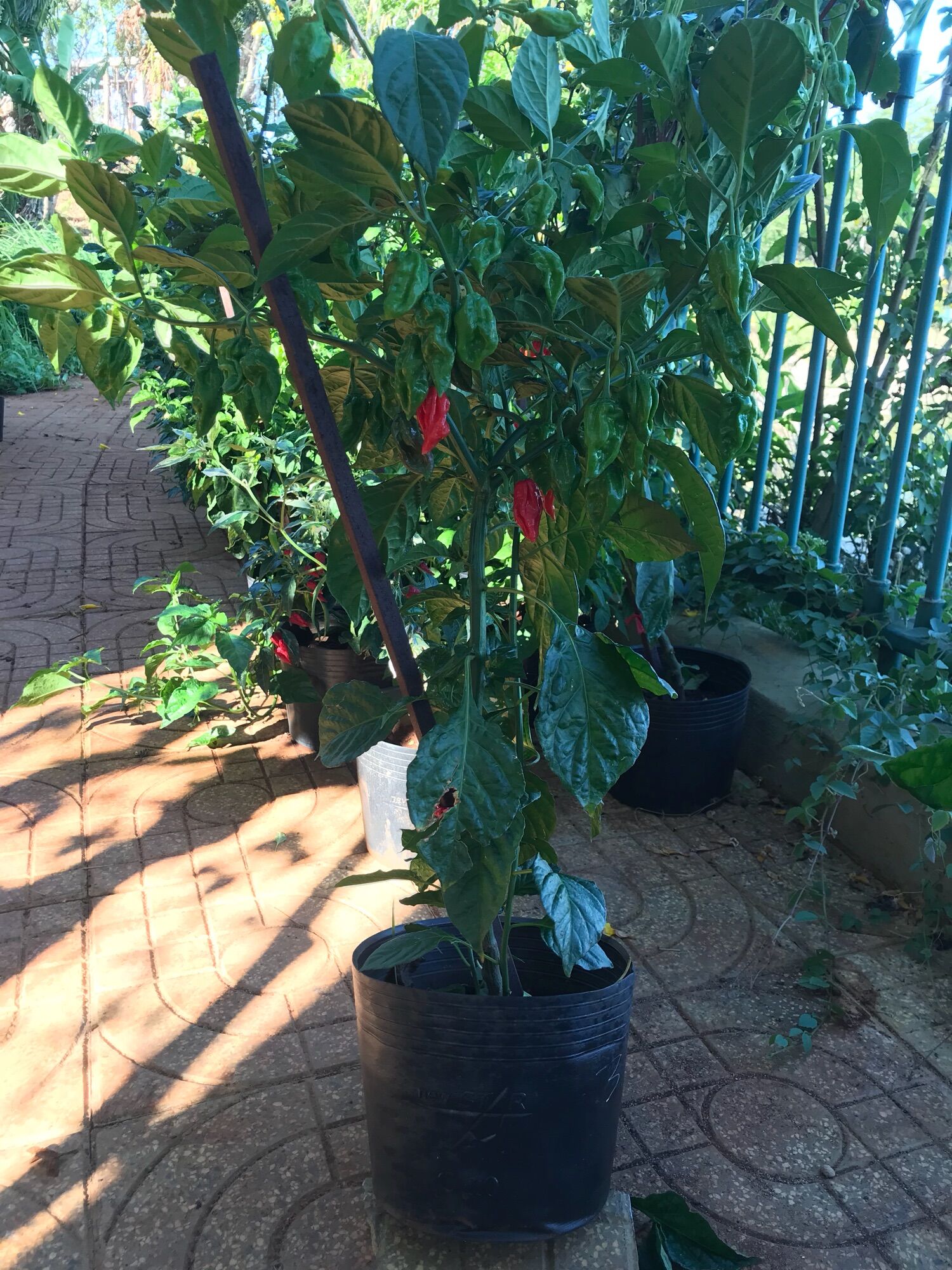 Cây ớt Fatalii red, ớt rất cay và thơm