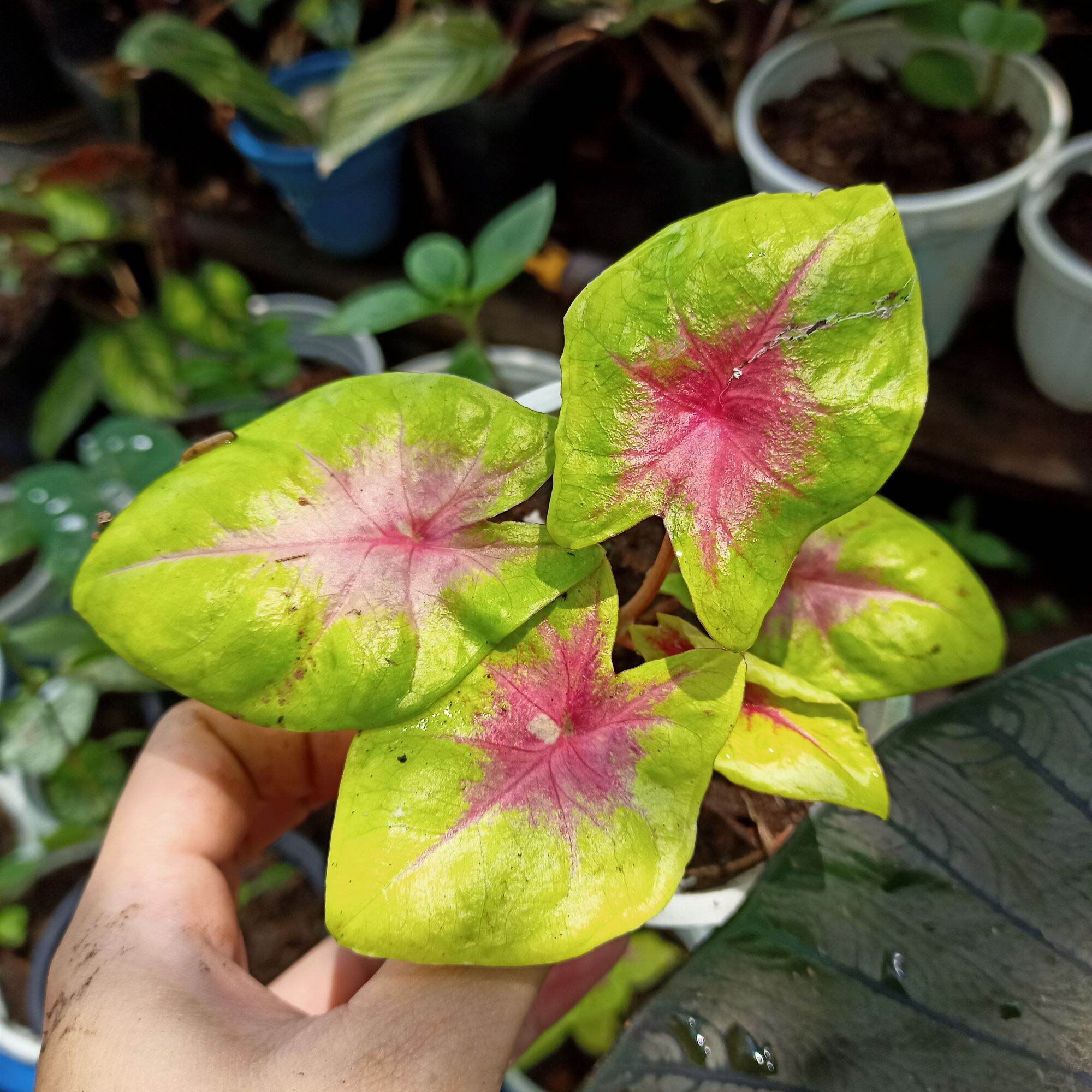 Chậu cây môn yellow blossom caladium