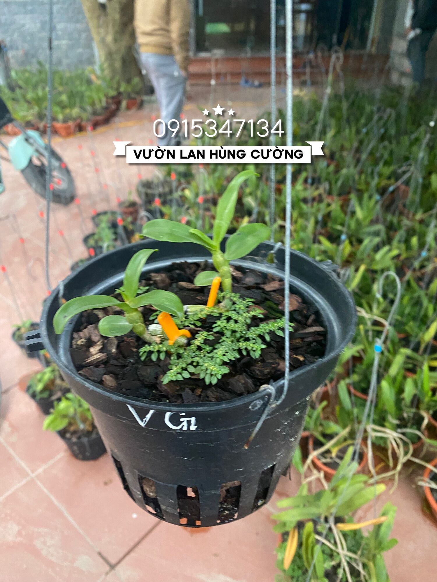 PHI ĐIỆP ÁM CỔ VĂN GIANG CỰC ĐẸP CỰC RẺ