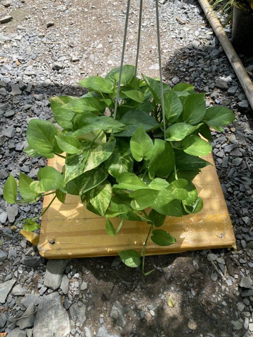Trầu Bà Xanh chậu treo lớn
