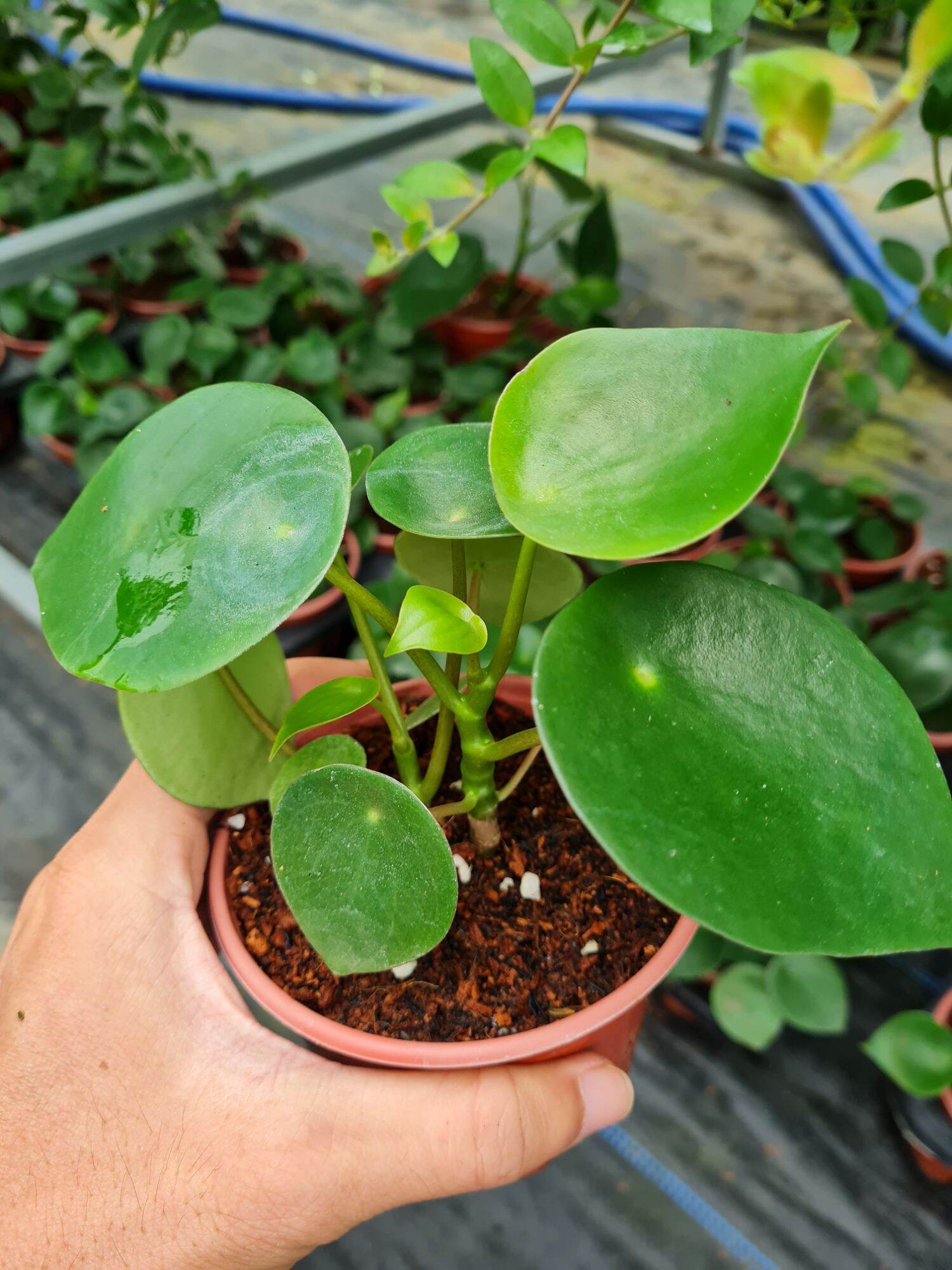 Cây cỏ gương