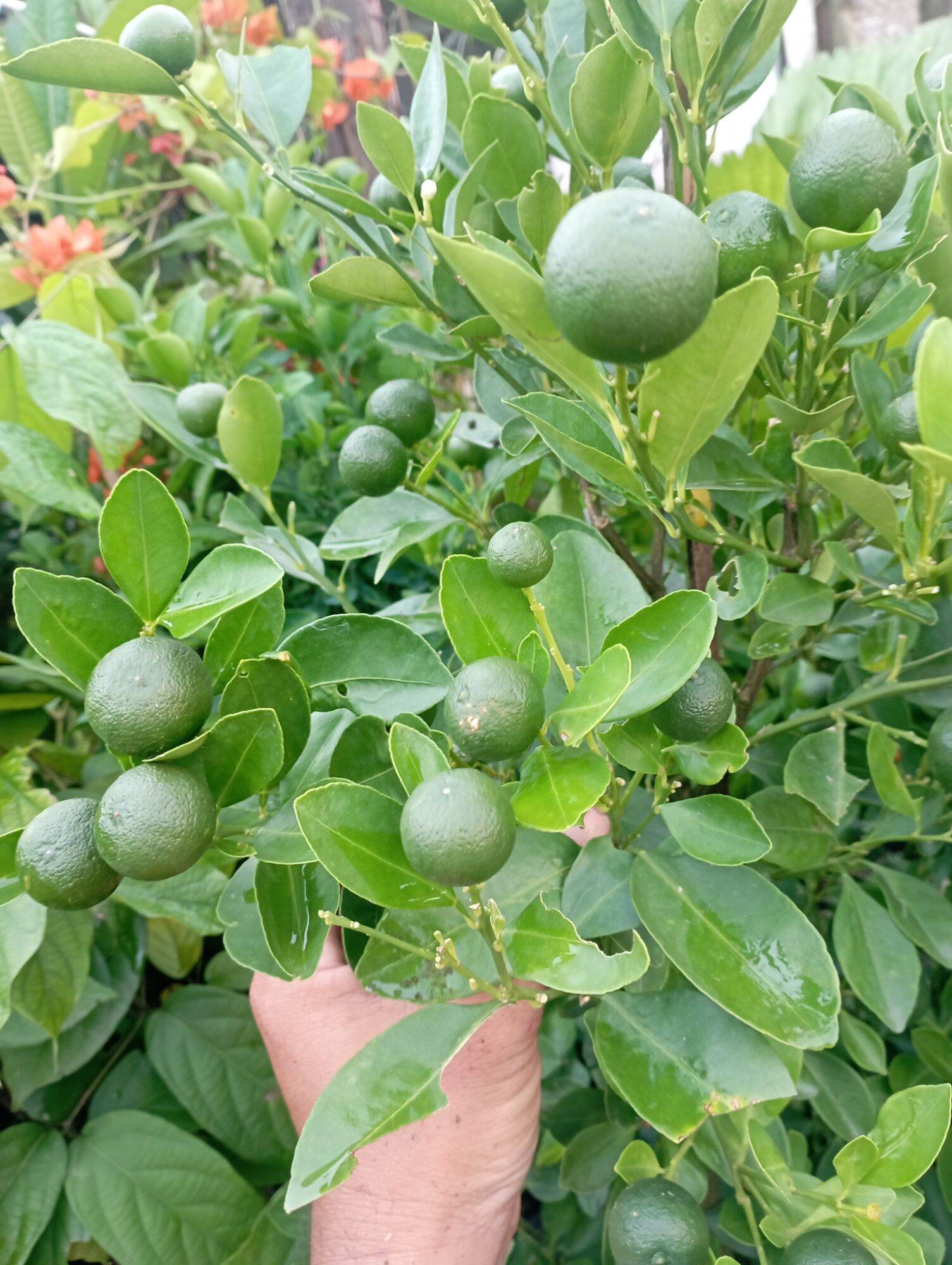 cây giống hạnh, tắc chua, quất.
