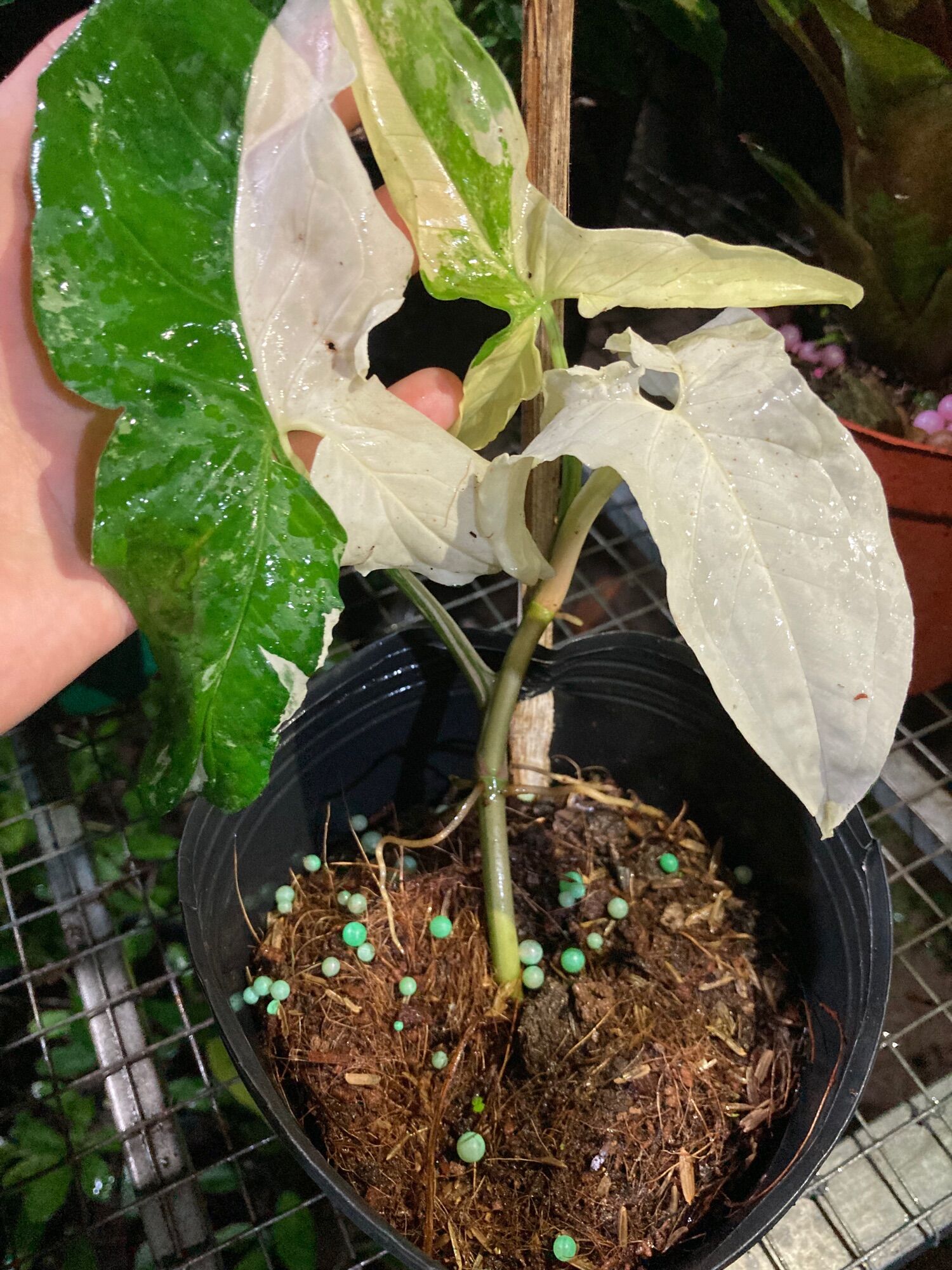 Syngonium albo