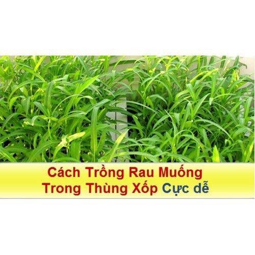 Hạt giống rau muống tre Thái Lan ( Gói 50gr)