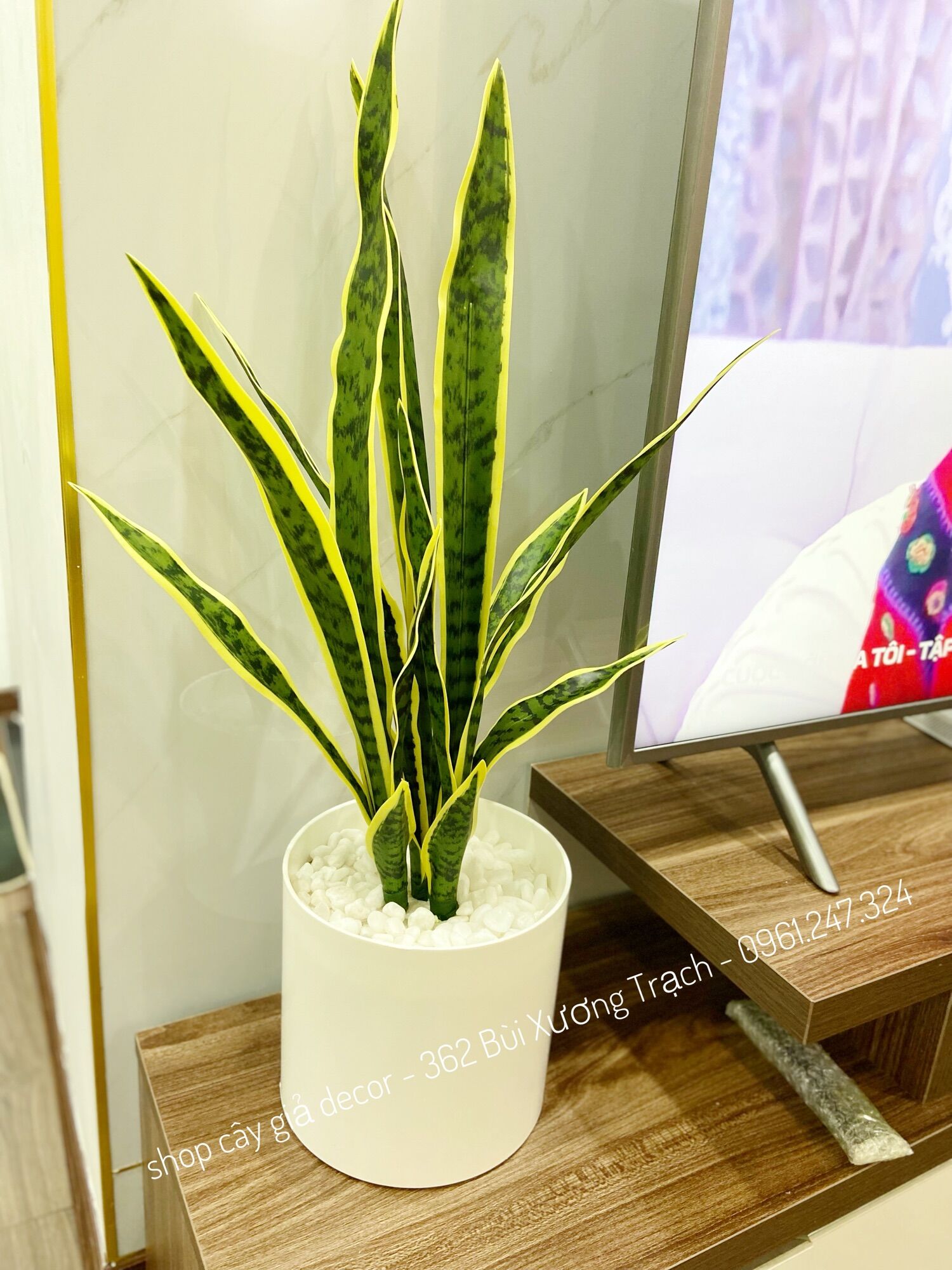 Cây lưỡi hổ giả - cây giả decor