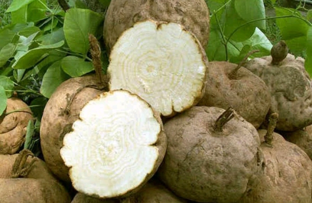Sâm Tố Nữ Nguyên Chất Dạng Bột, 100g