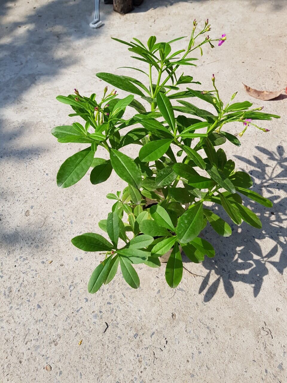 Cây Sâm Đất ( Thổ Sâm) - Chậu Rau Dược Liệu
