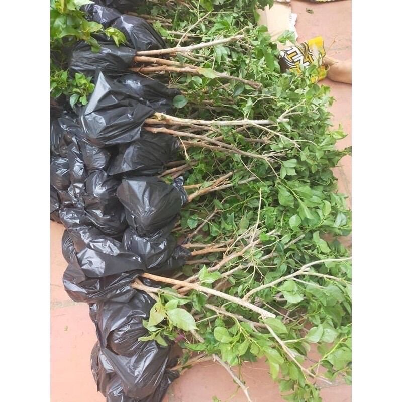 Hoa giấy ngũ sắc