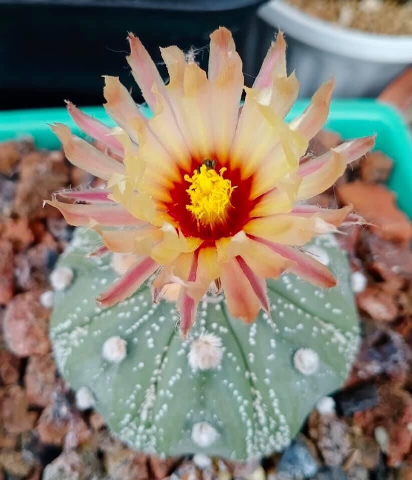 Xương rồng Aster hàng hạt size 5-8cm đang nụ