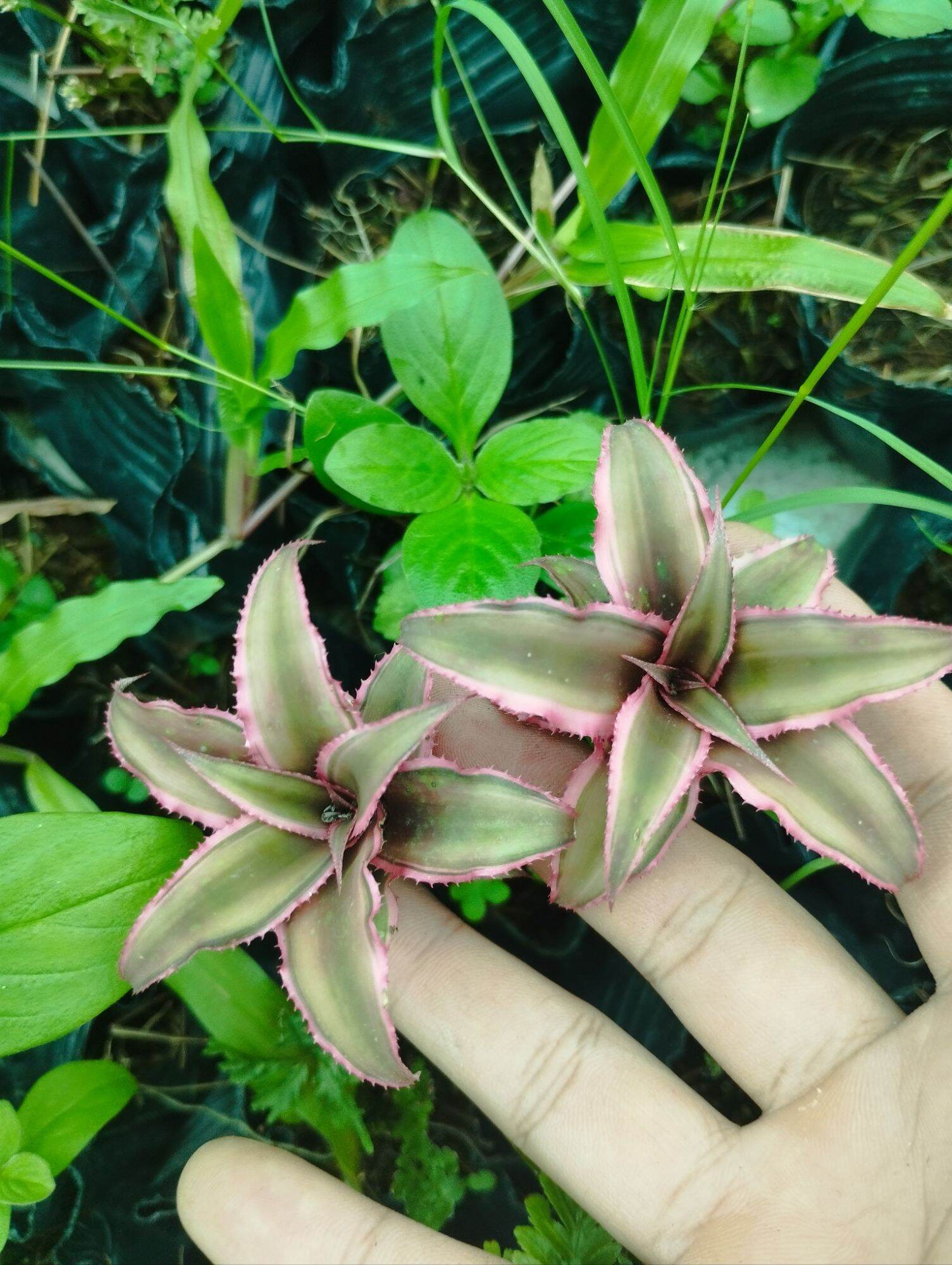 Dứa phụng mini bẻ con 3 5cm