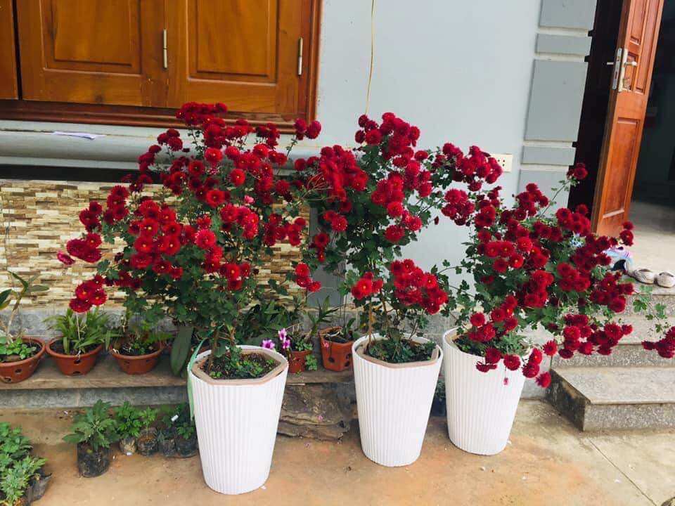 Cây hoa cúc cổ Sơn La cao 50-60 cm