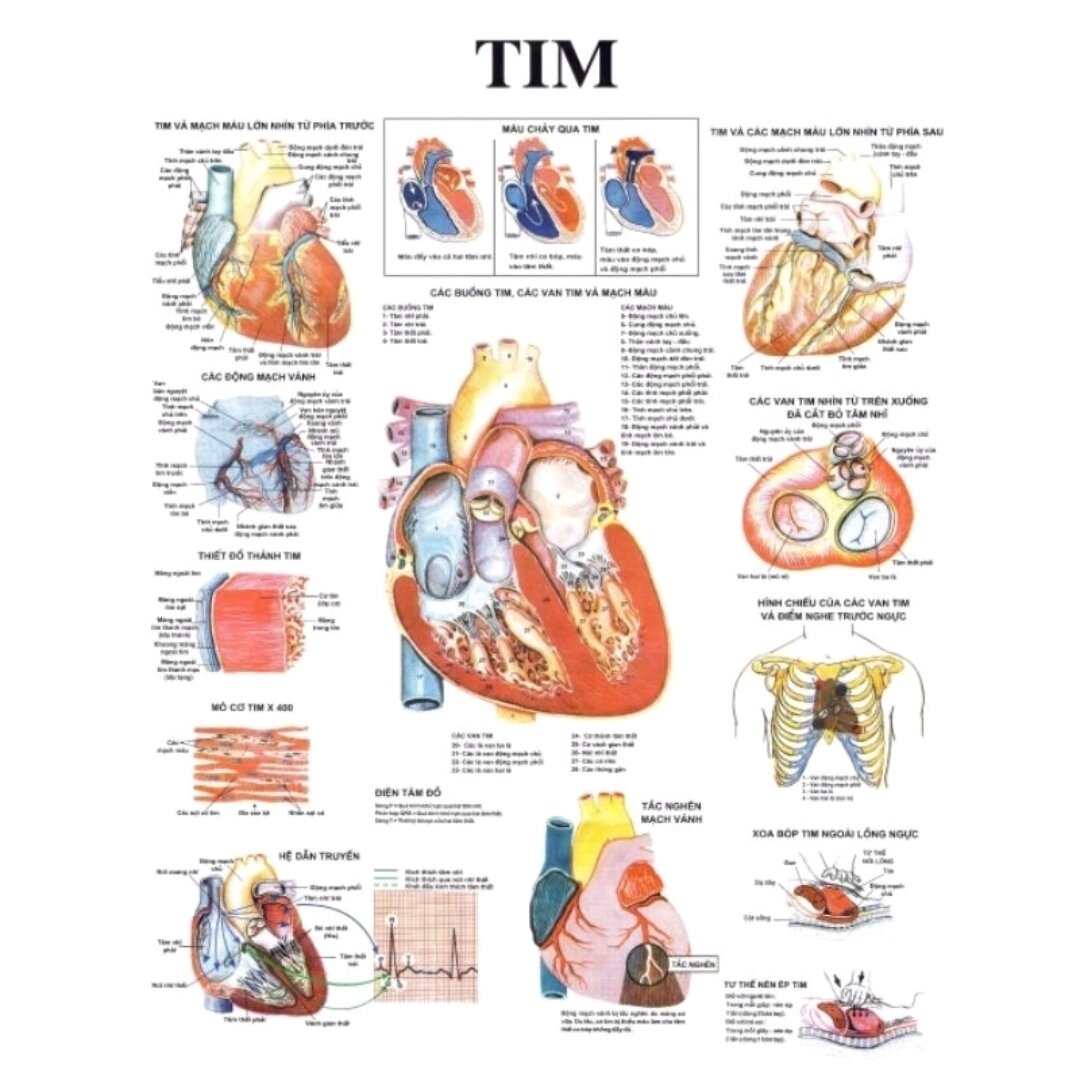 tranh giải phẫu các hệ của cơ thể
