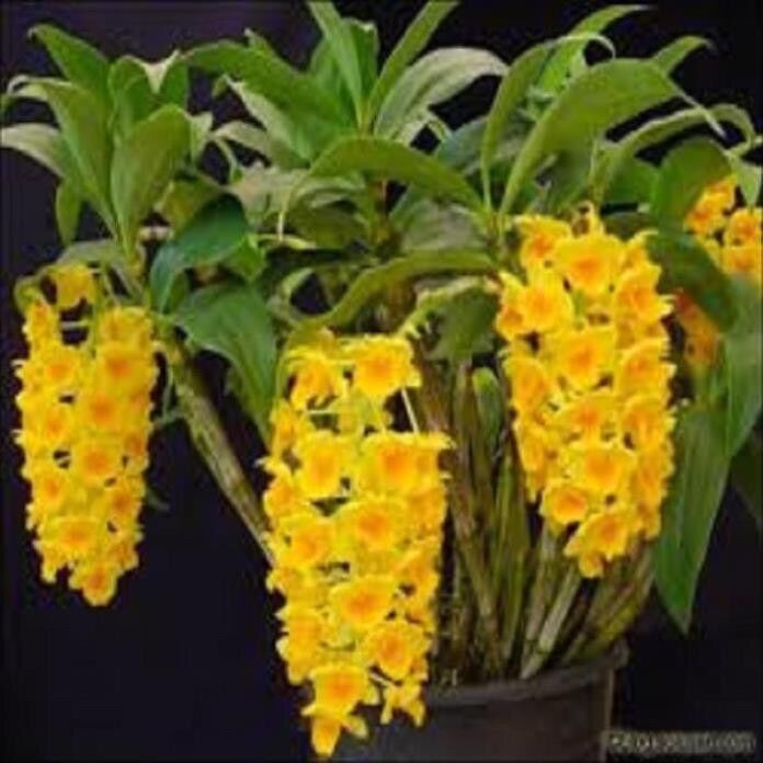 Hoa lan kiều dẹt sỉ 2k