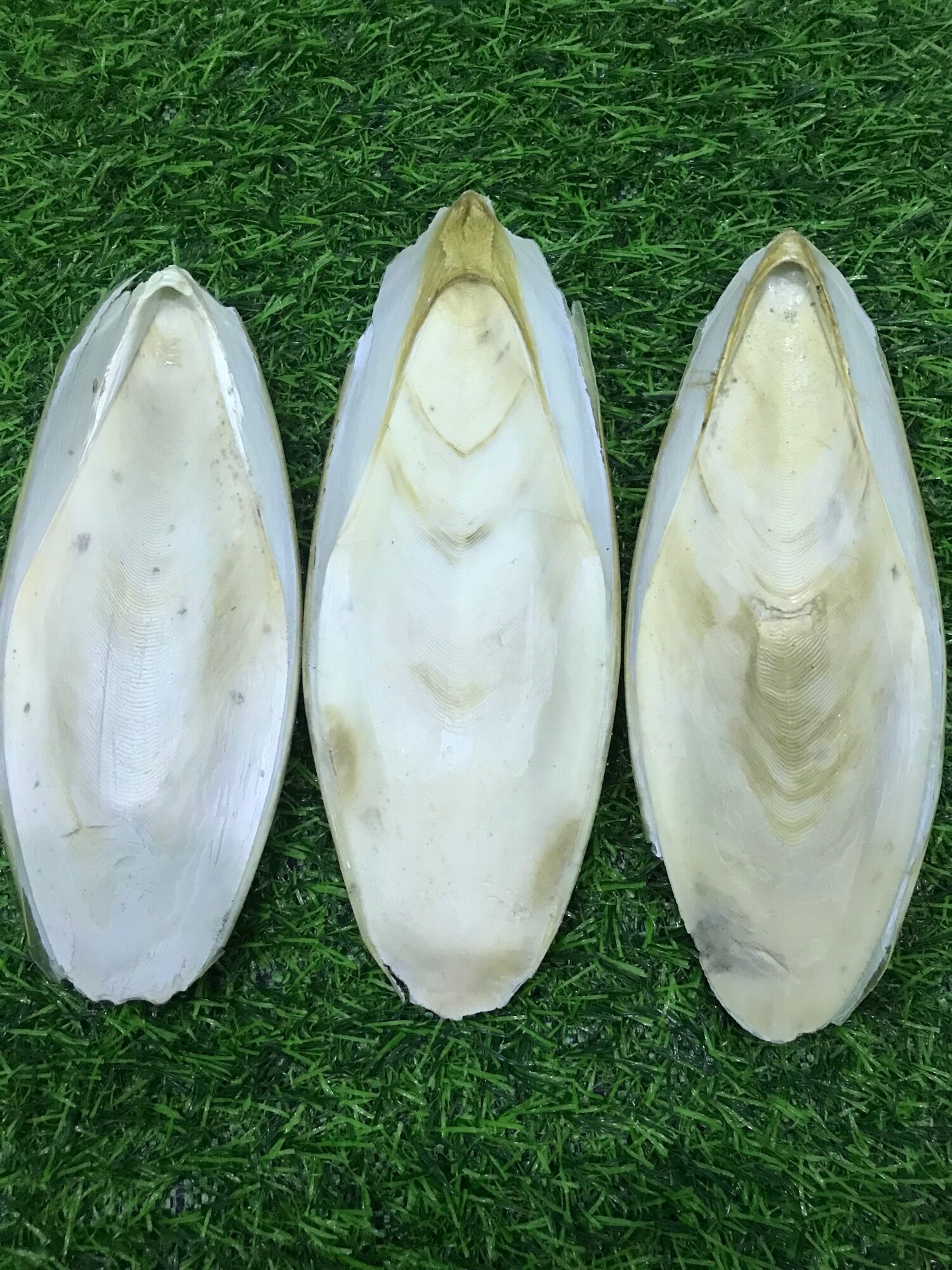 Nang Mực Khô Kích Thước 16-17cm