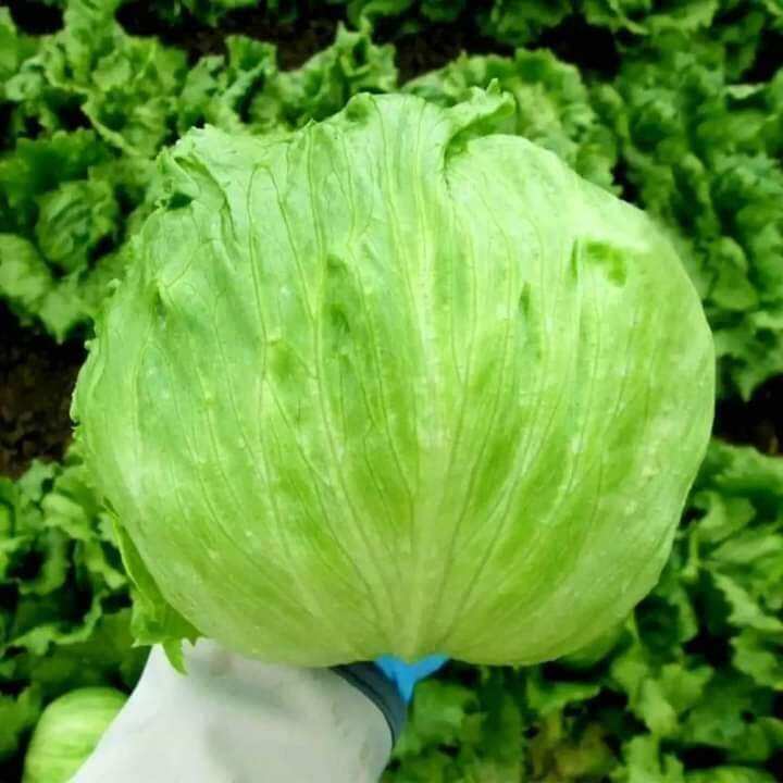 Hạt giống xà lách búp