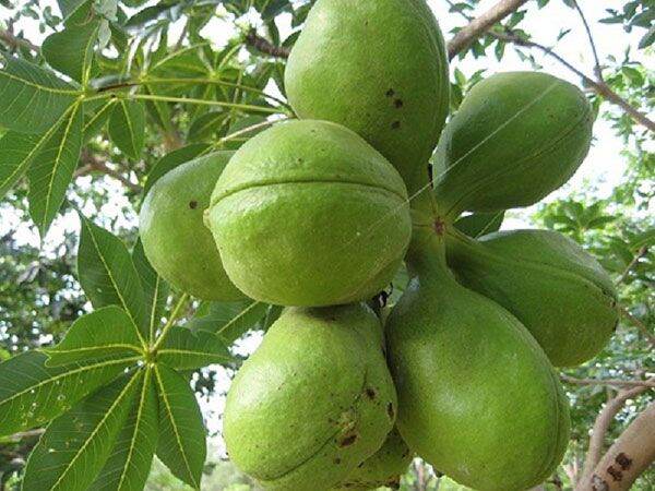 Cây giống trôm lấy mủ