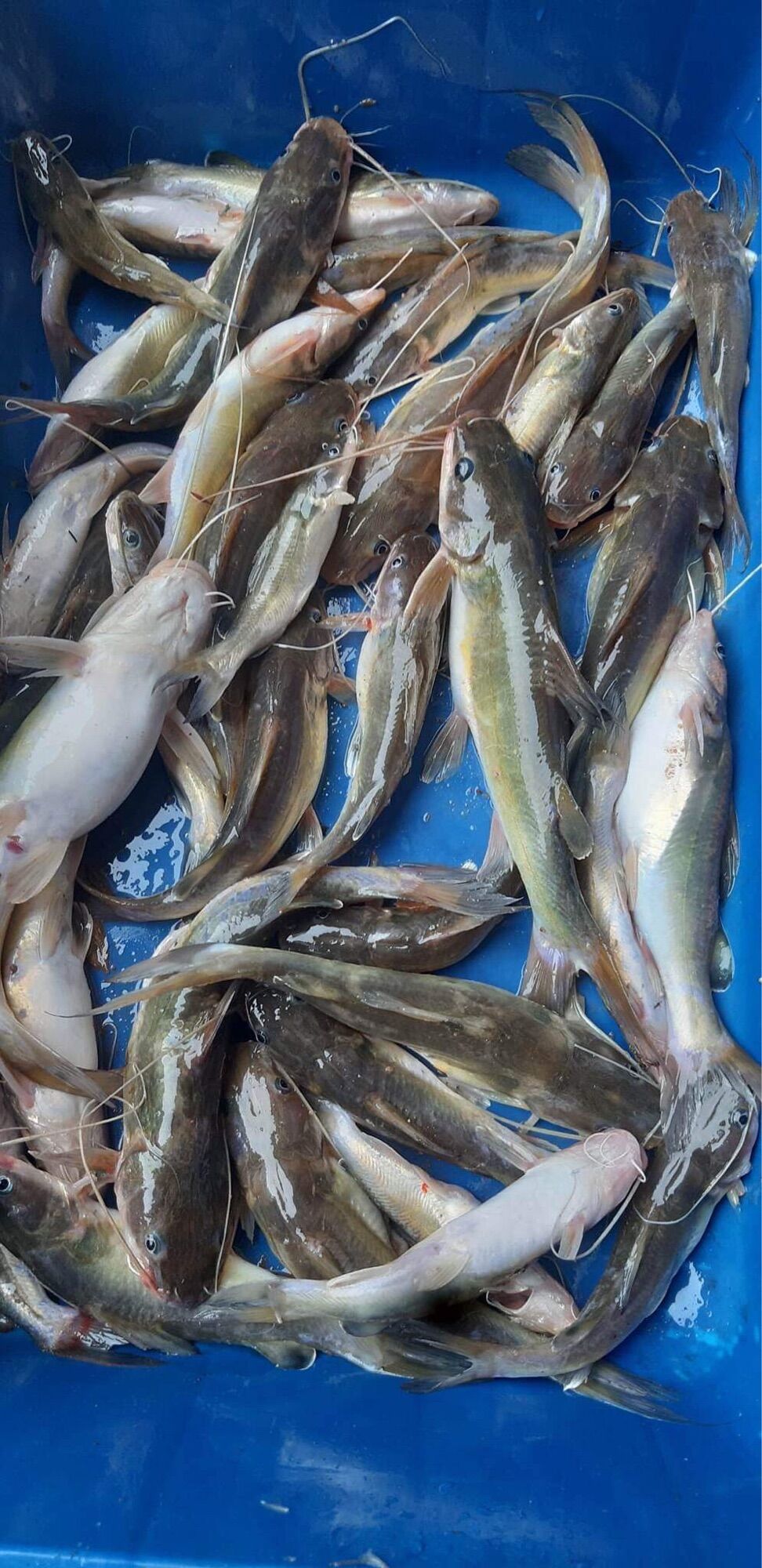 MỒI CÂU CÁ LĂNG CÁ DA TRƠN SIÊU NHẠY HỦ 500G