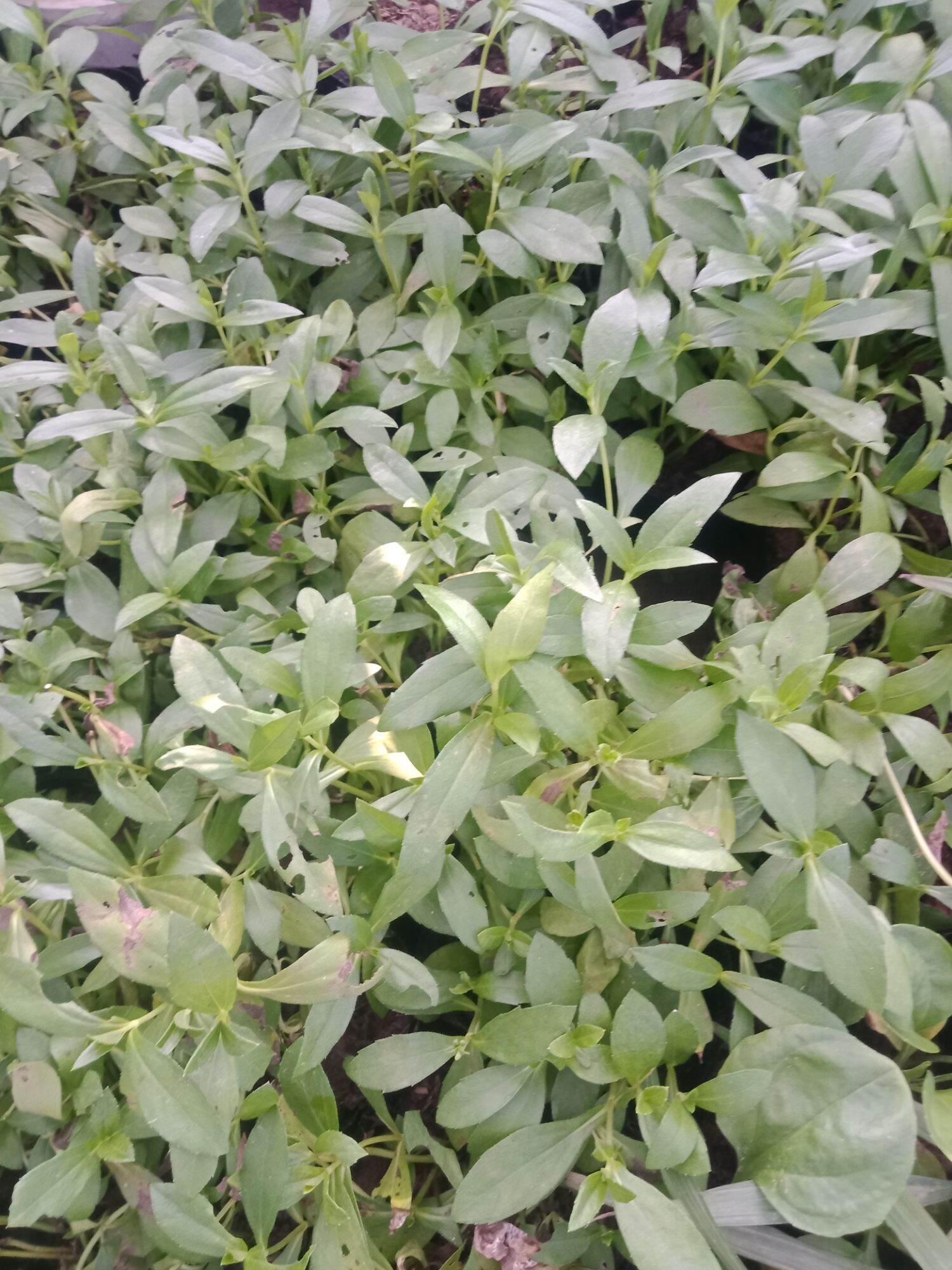 cây sài đất ta tắm bé