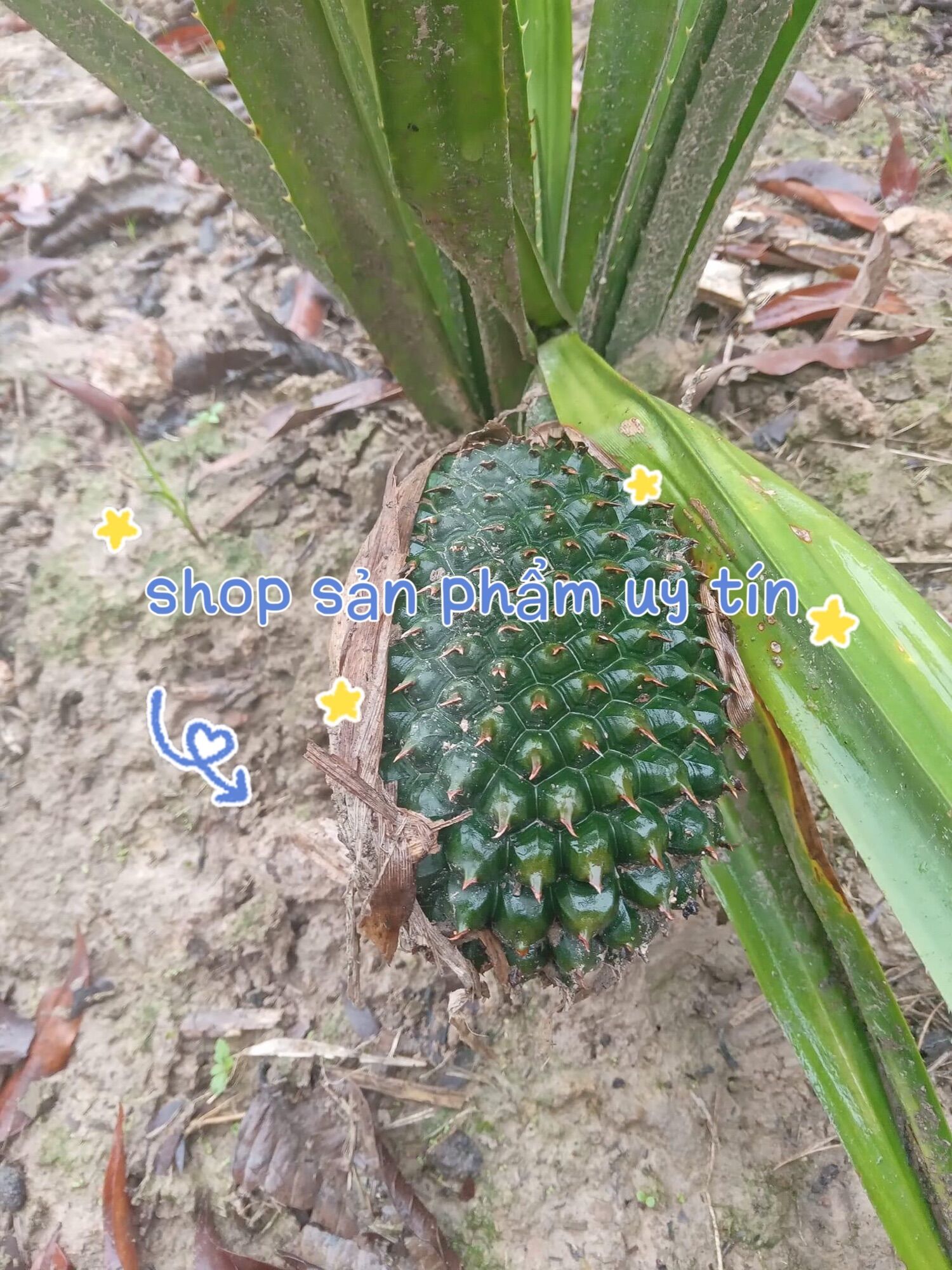 Cây dứa dại đa công dụng (cây giống có rễ)