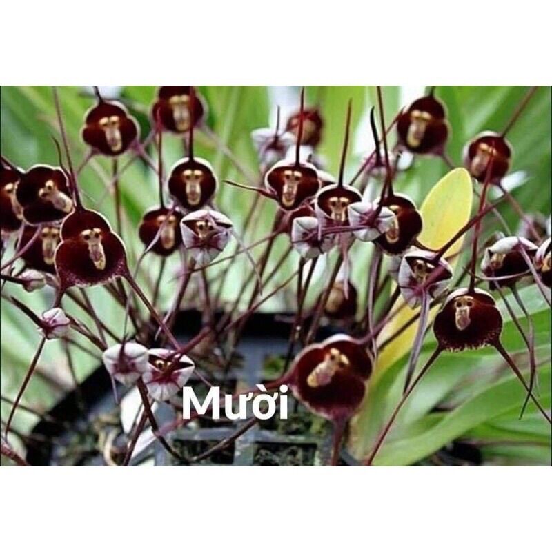 hoa lan mặt khỉ