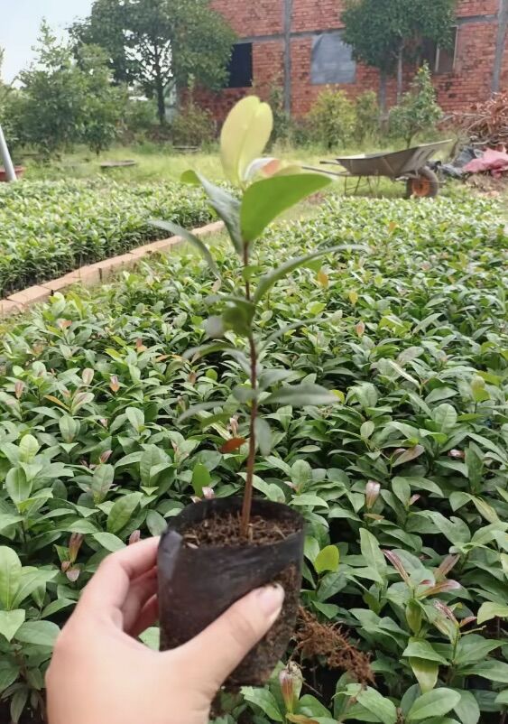 Mai tứ quý ( cây giống cao 25-30cm )