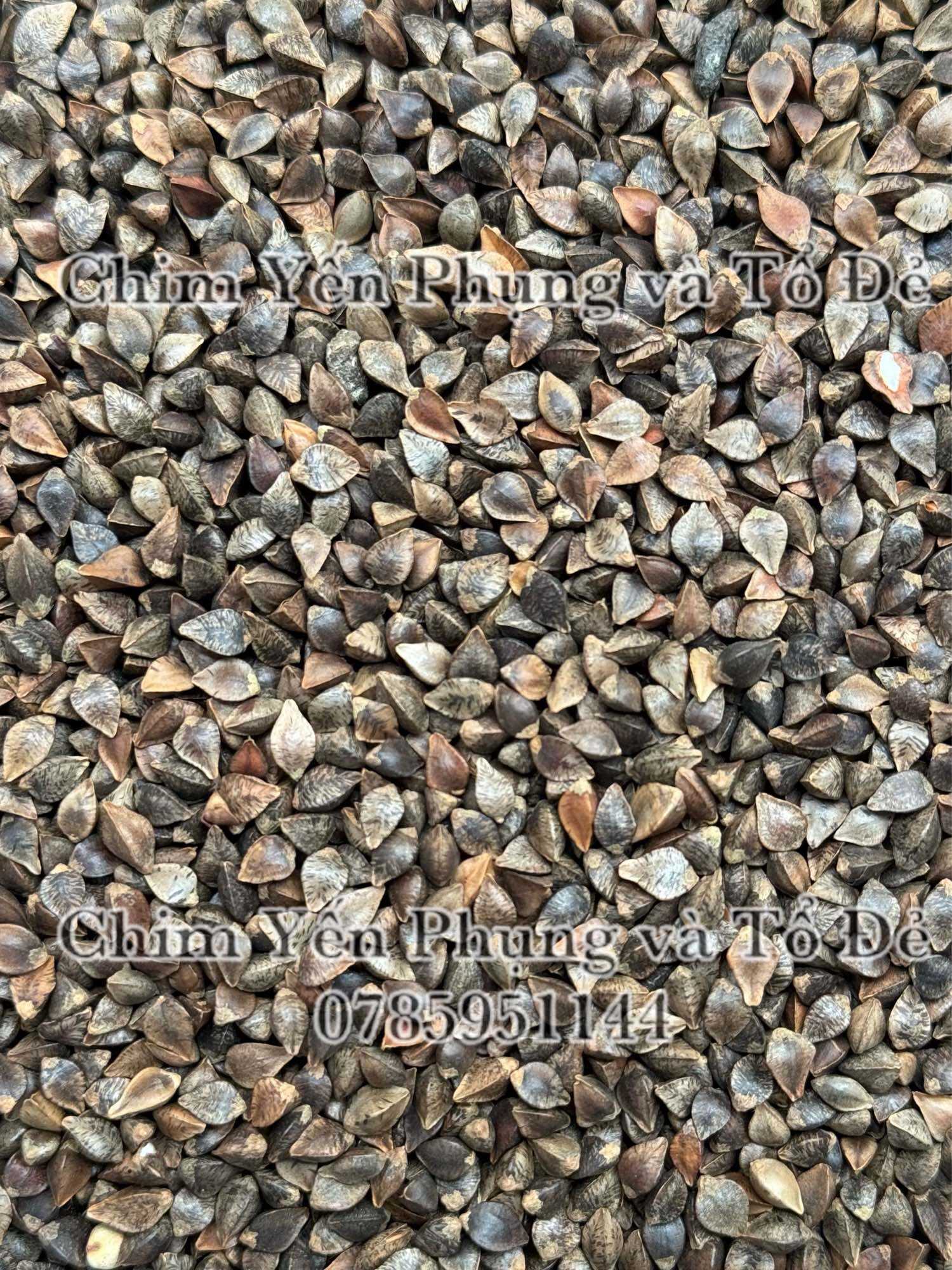 Hạt ba khía/Hạt kiều mạch (Buckwheat)-thức ăn: Hamster, Sóc, Vẹt...