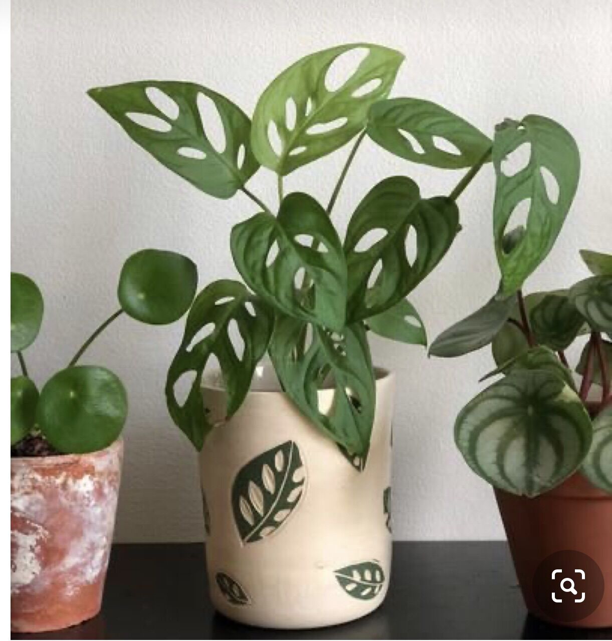 Cây Trầu bà lá lỗ / Monstera Adansoni