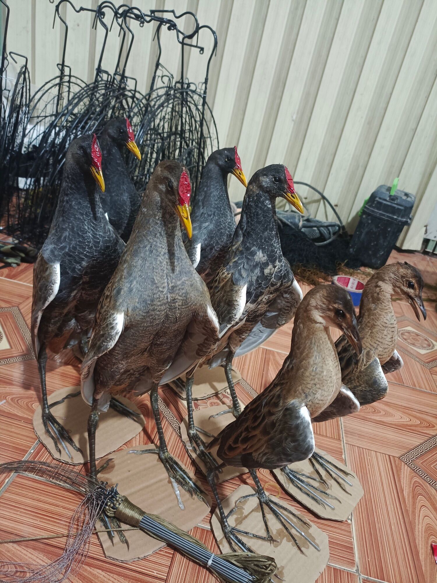 Cúm núm (gà đồng/gà nước) nhồi keo