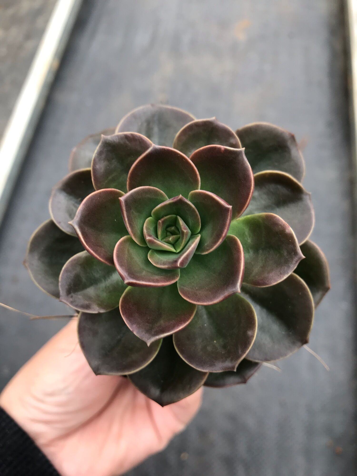 Sen đá nhật nguyệt cute size bầu